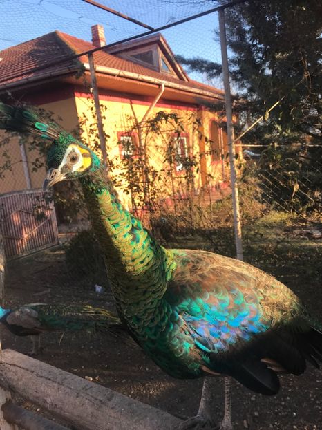  - VANZARI-SCHIMBURI-CUMPARARI