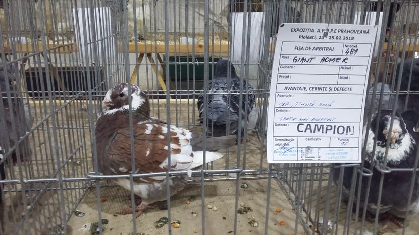 F 2017 - EXPOZITIE PLOIESTI 2018