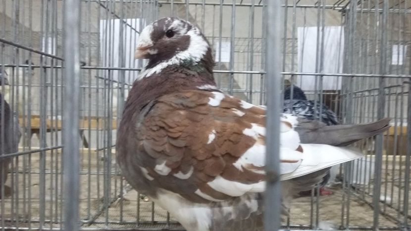 F 2017 - EXPOZITIE PLOIESTI 2018