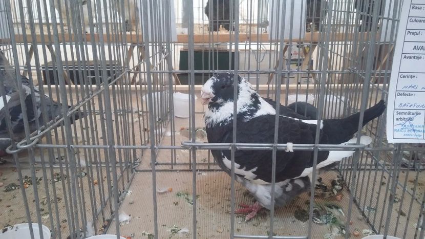 M2014 - EXPOZITIE PLOIESTI 2018