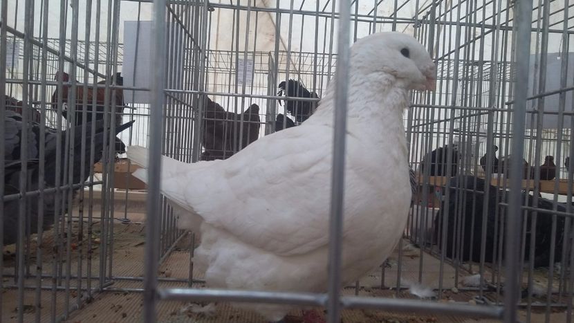 F2014 - EXPOZITIE PLOIESTI 2018