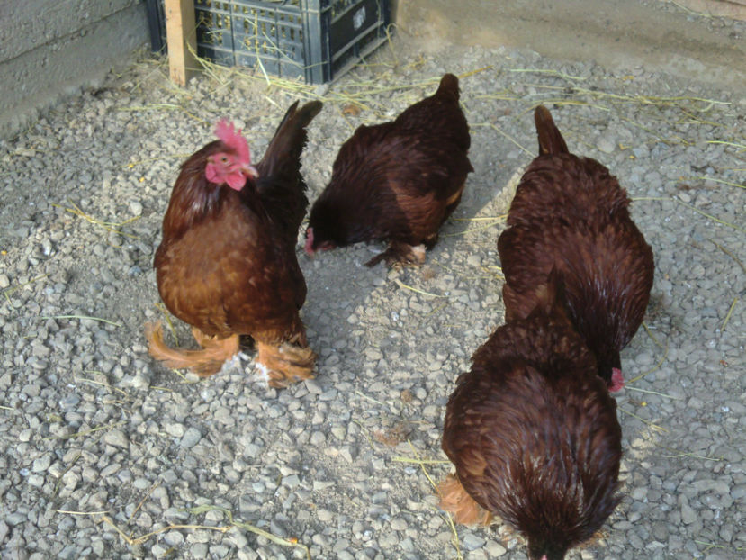 CIMG0073 - Mii de flori rosu