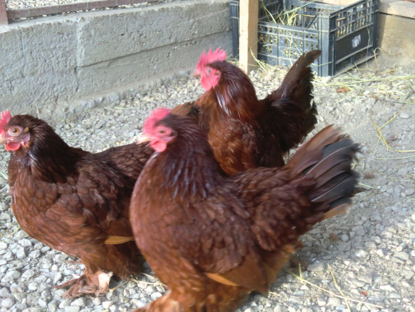 CIMG0078 - Mii de flori rosu