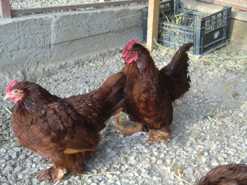 CIMG0079 - Mii de flori rosu