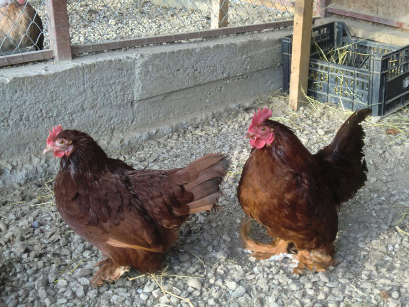 CIMG0080 - Mii de flori rosu