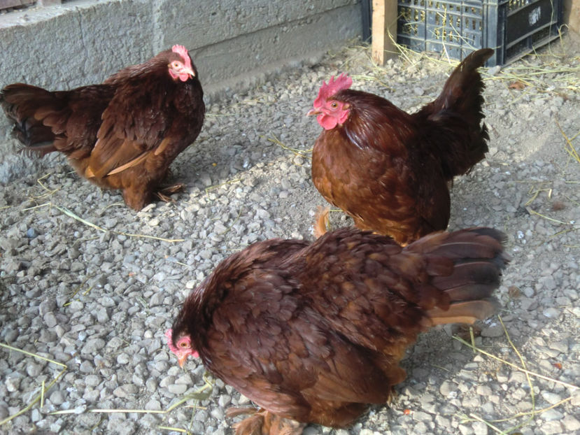 CIMG0081 - Mii de flori rosu