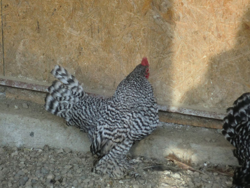 CIMG0084 - Mii de flori barat