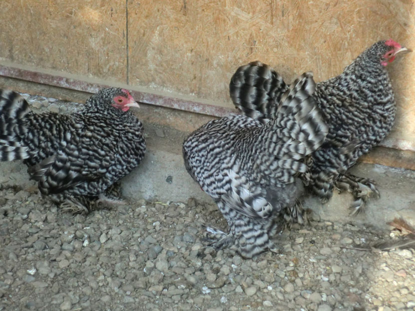 CIMG0087 - Mii de flori barat