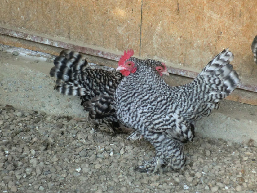 CIMG0089 - Mii de flori barat