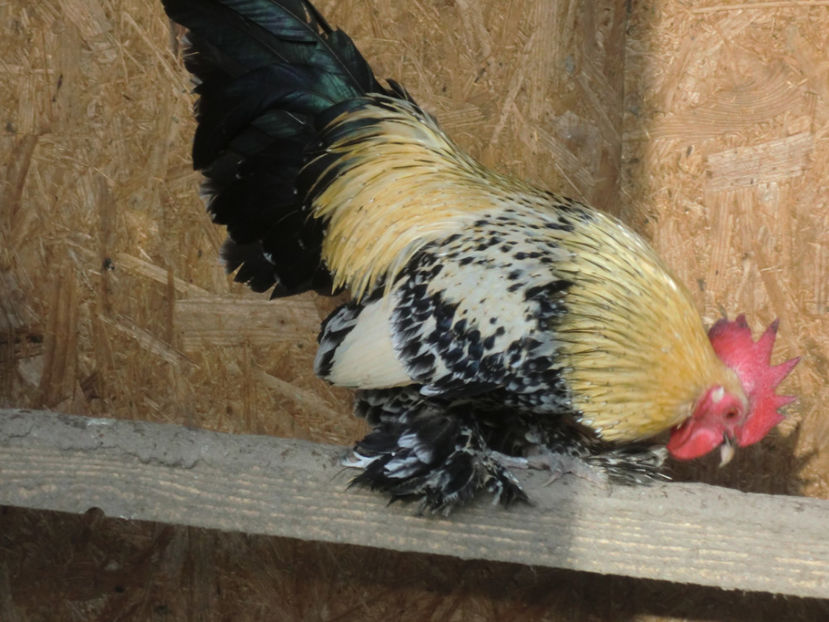 CIMG0091 - Mii de flori portelan lemon