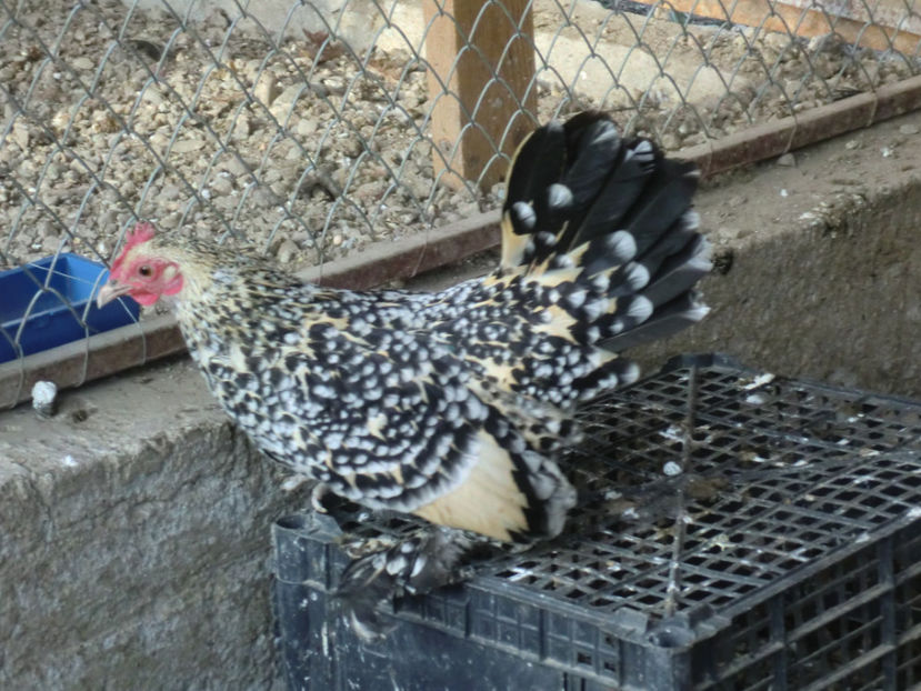 CIMG0094 - Mii de flori portelan lemon