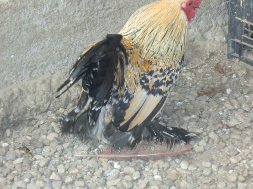 CIMG0095 - Mii de flori portelan lemon