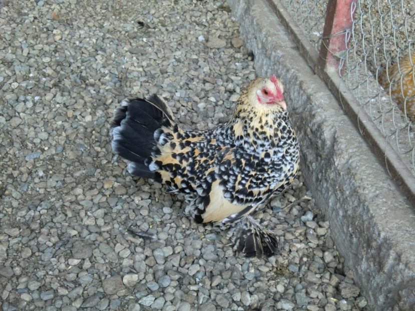 CIMG0096 - Mii de flori portelan lemon