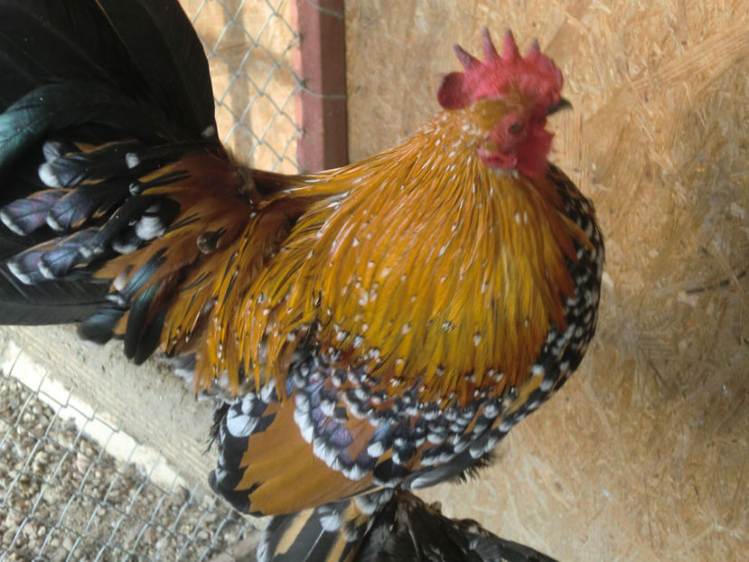 CIMG0100 - Mii de flori portelan rosu