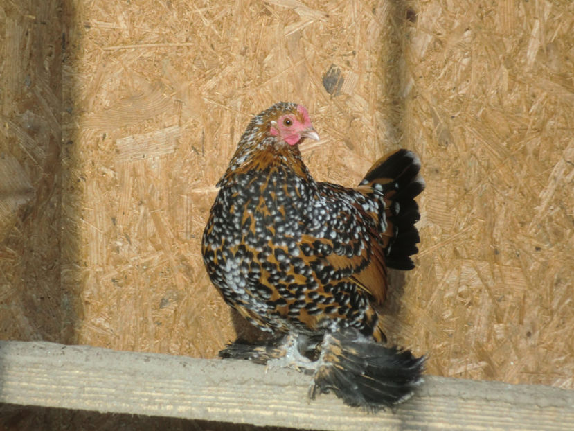 CIMG0090 - Mii de flori portelan rosu