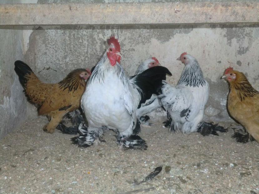 CIMG0114 - Mii de flori herminat descis