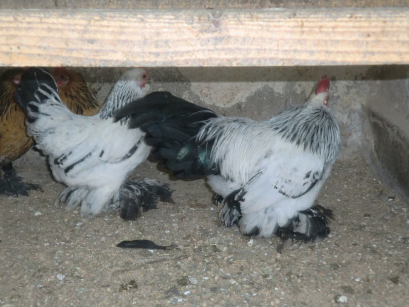 CIMG0119 - Mii de flori herminat descis