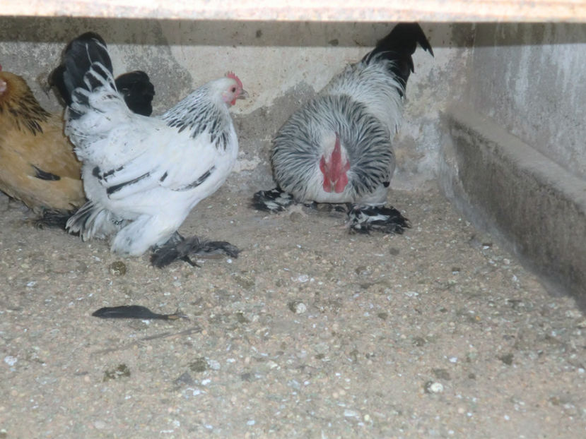 CIMG0120 - Mii de flori herminat descis