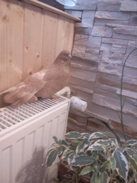  - De vanzare! Galben din Bragagii