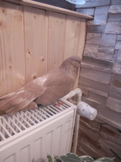  - De vanzare! Galben din Bragagii