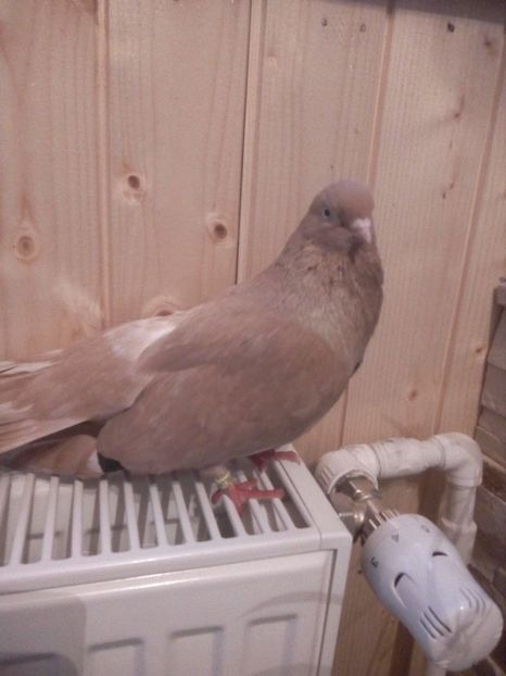  - De vanzare! Galben din Bragagii