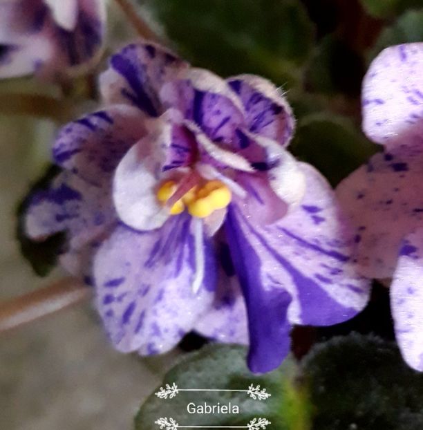 Rob-s Dust Storm - AA violete africane de colectie