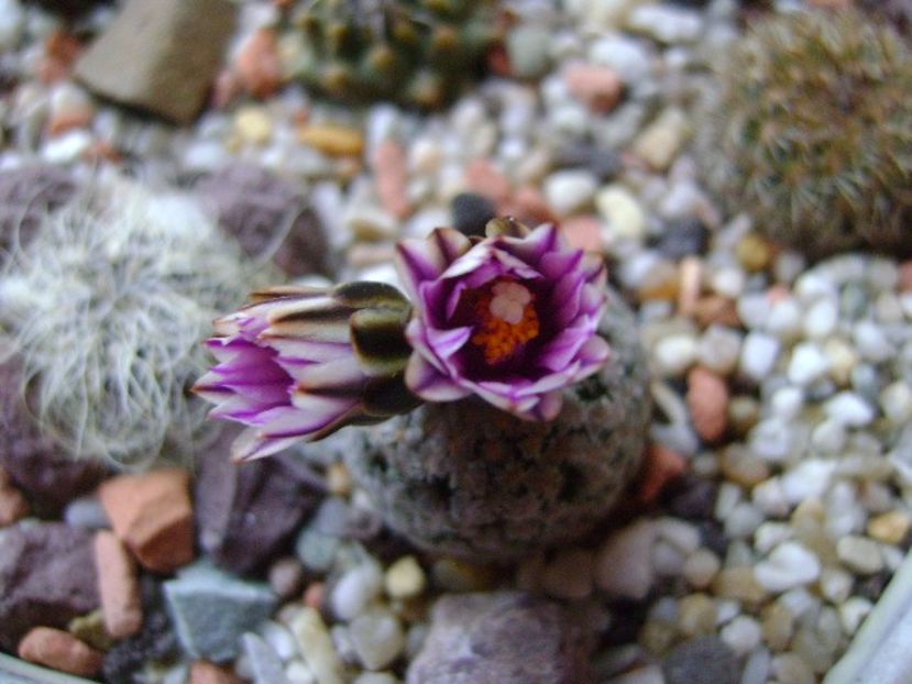 Turbinicarpus valdezianus, MM 96 Tecolotes, Zac. - Cactusi 2018