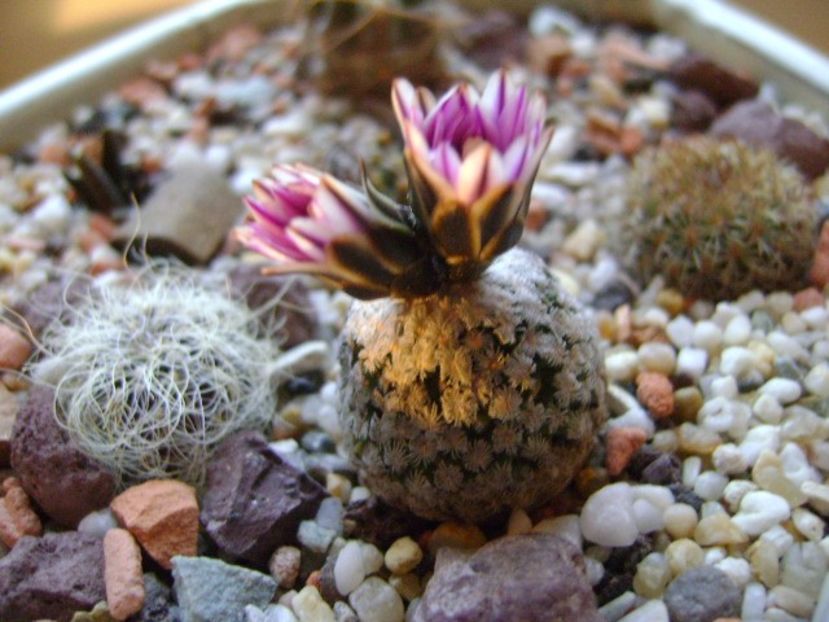 Turbinicarpus valdezianus, MM 96 Tecolotes, Zac. - Cactusi 2018