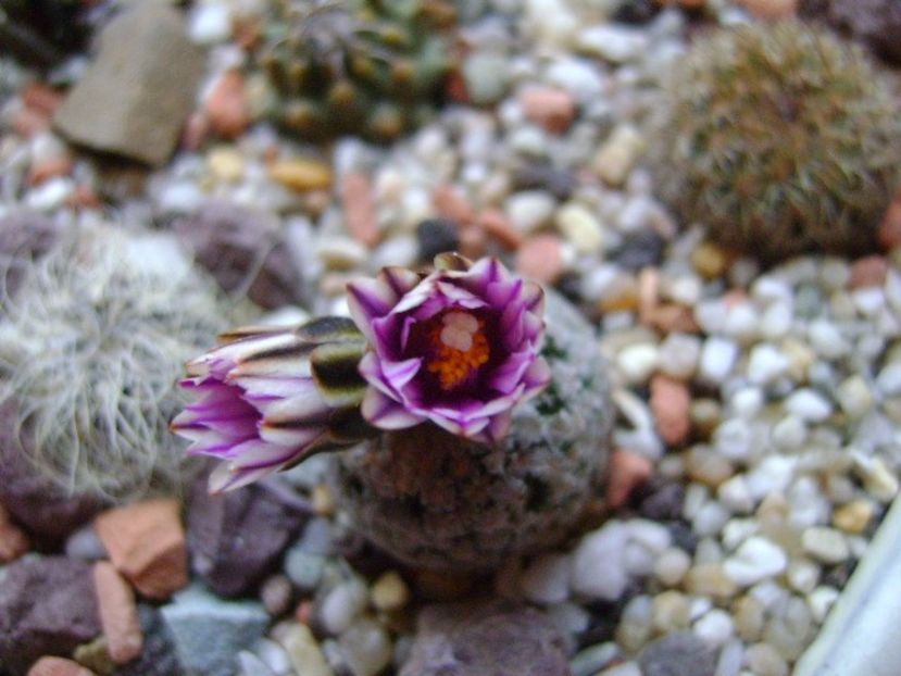 Turbinicarpus valdezianus, MM 96 Tecolotes, Zac. - Cactusi 2018