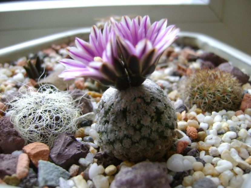 Turbinicarpus valdezianus, MM 96 Tecolotes, Zac. - Cactusi 2018