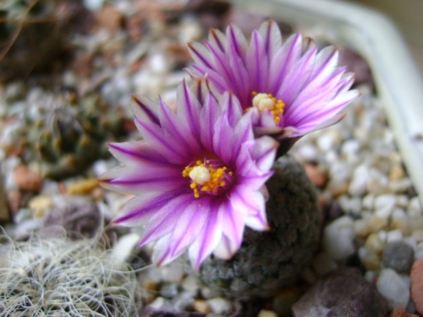 Turbinicarpus valdezianus, MM 96 Tecolotes, Zac. - Cactusi 2018