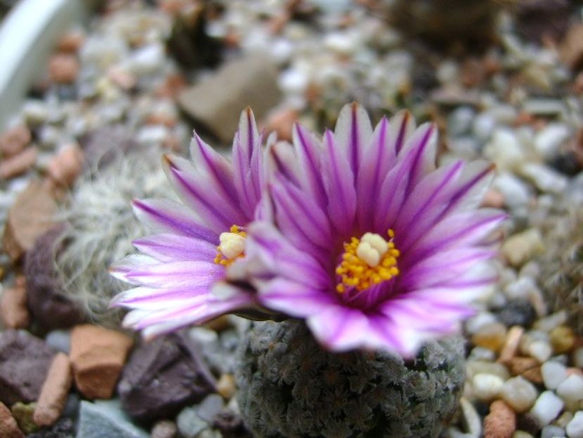 Turbinicarpus valdezianus, MM 96 Tecolotes, Zac. - Cactusi 2018