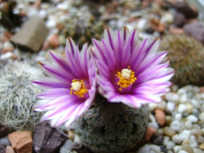 Turbinicarpus valdezianus, MM 96 Tecolotes, Zac. - Cactusi 2018