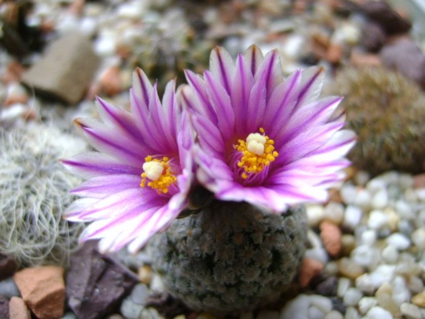 Turbinicarpus valdezianus, MM 96 Tecolotes, Zac. - Cactusi 2018