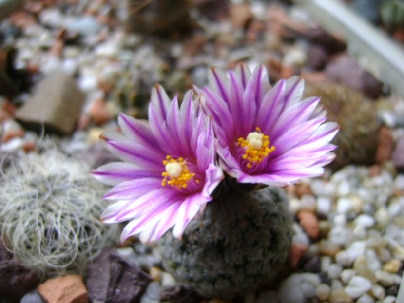 Turbinicarpus valdezianus, MM 96 Tecolotes, Zac. - Cactusi 2018