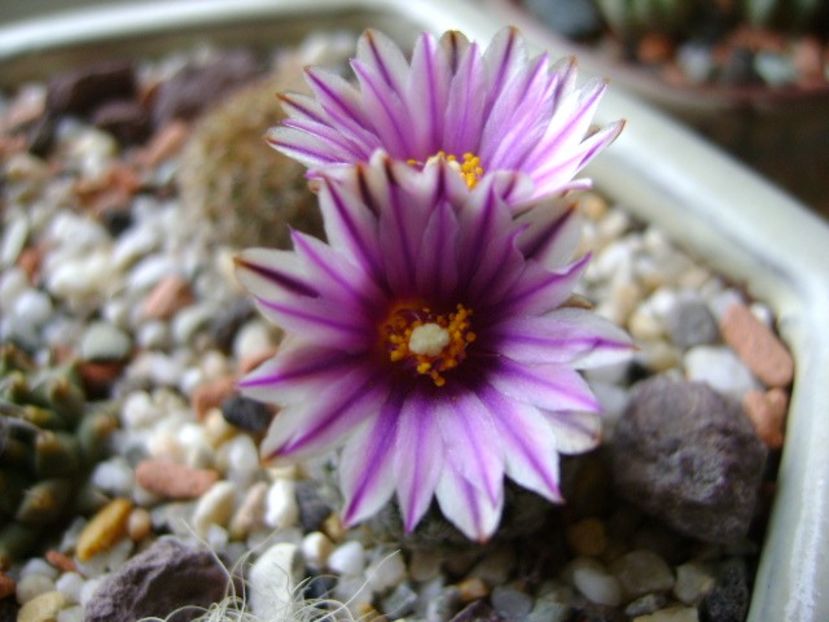 Turbinicarpus valdezianus, MM 96 Tecolotes, Zac. - Cactusi 2018