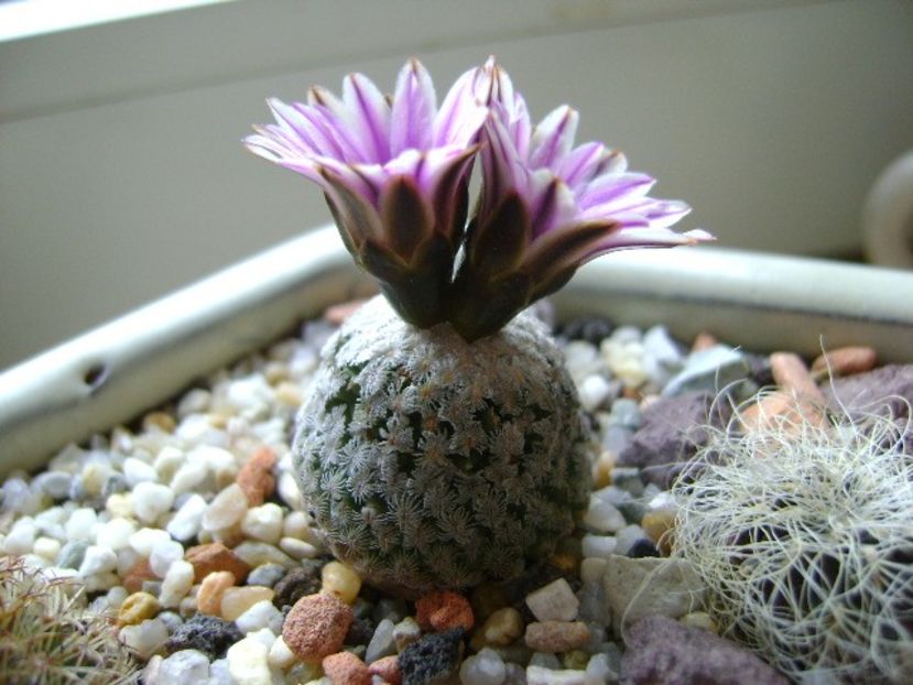 Turbinicarpus valdezianus, MM 96 Tecolotes, Zac. - Cactusi 2018