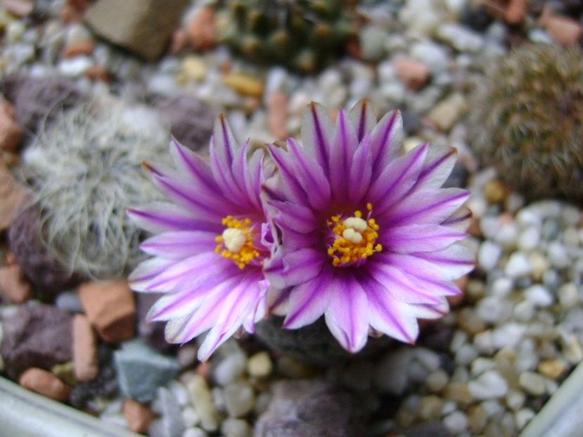 Turbinicarpus valdezianus, MM 96 Tecolotes, Zac. - Cactusi 2018
