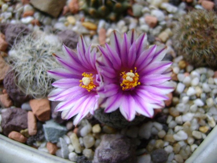 Turbinicarpus valdezianus, MM 96 Tecolotes, Zac. - Cactusi 2018