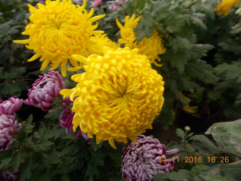 galben 2016 - COLECTIA DE CRIZANTEME