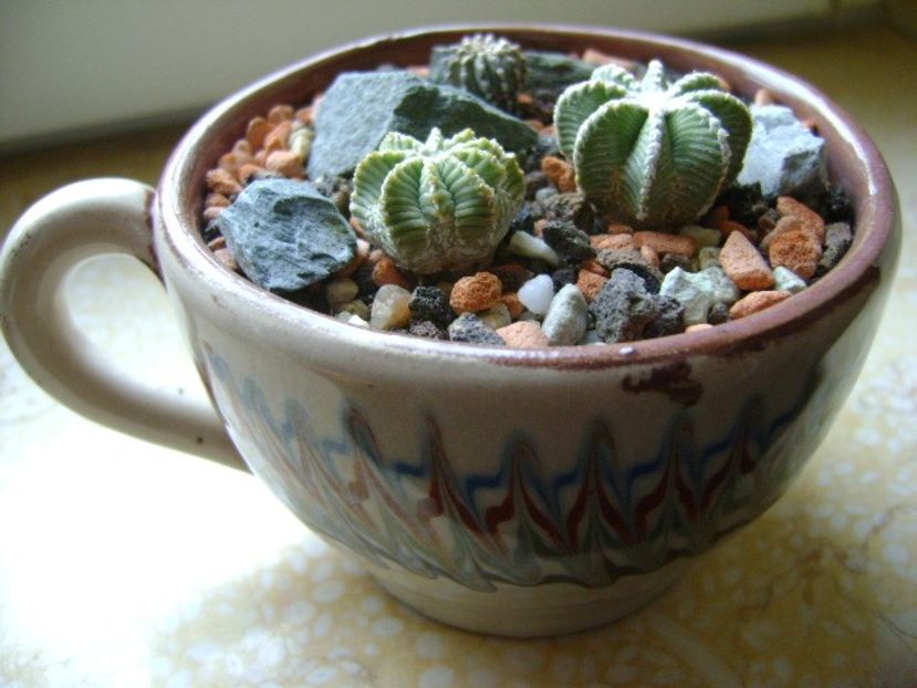 Grup de 3 cactusi - Cactusi 2018