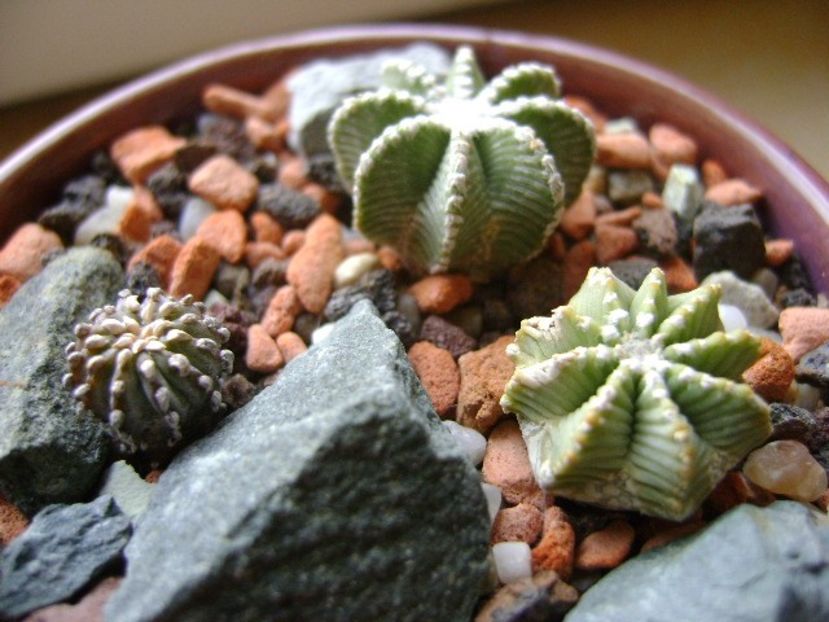 Grup de 3 cactusi - Cactusi 2018