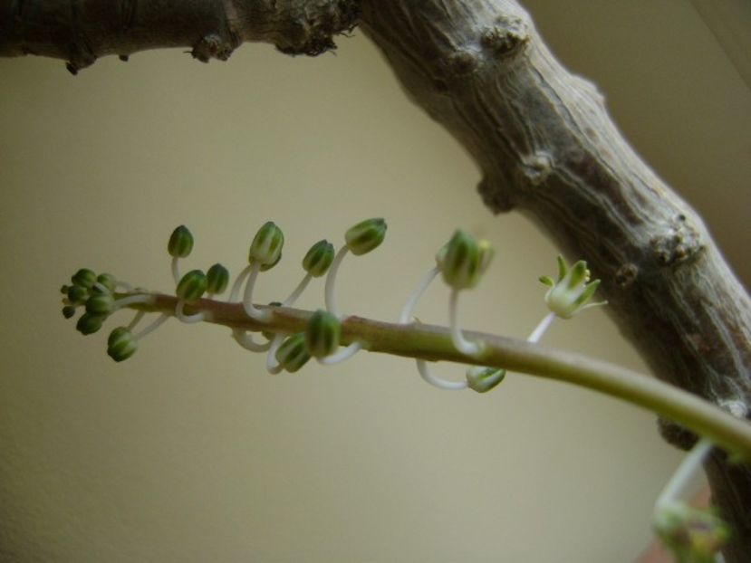 Ledebouria socialis - Suculente 2018