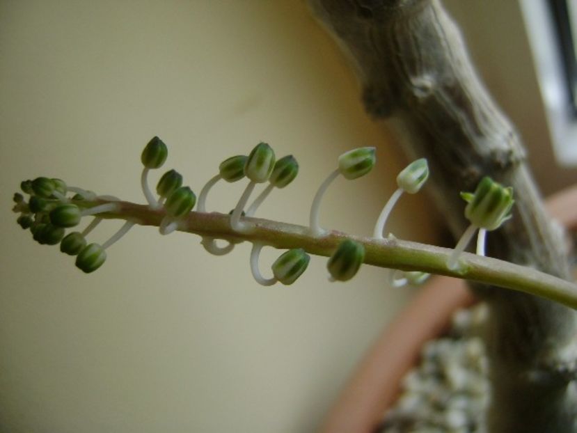 25 febr. 2018: Ledebouria socialis - Flori in plina iarna