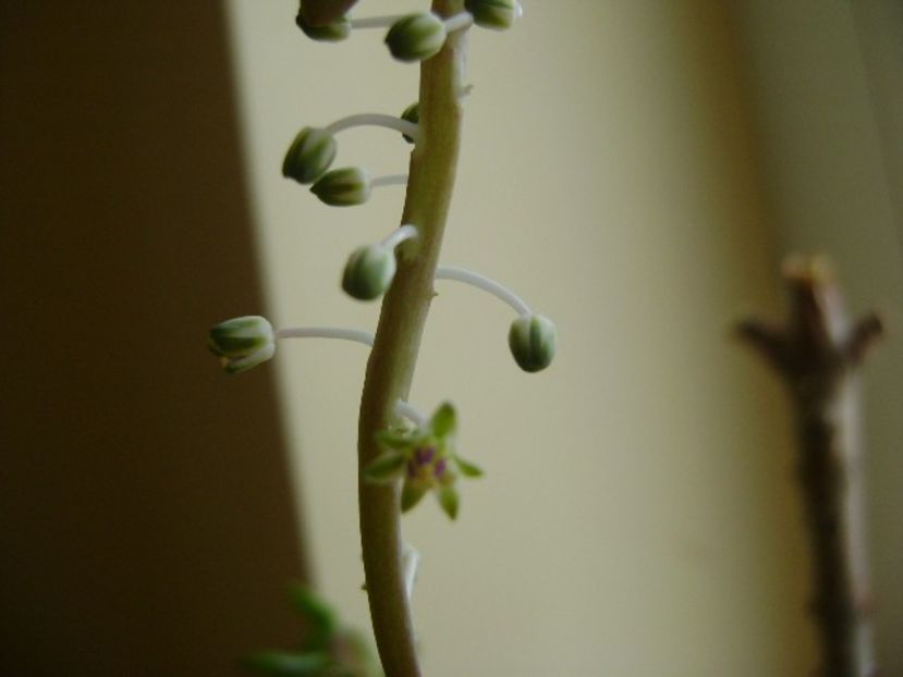 Ledebouria socialis - Suculente 2018