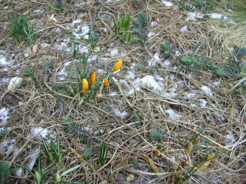 Crocusi inghetati, 25 febr. 2018 - v Iarna 2016-2017-2018