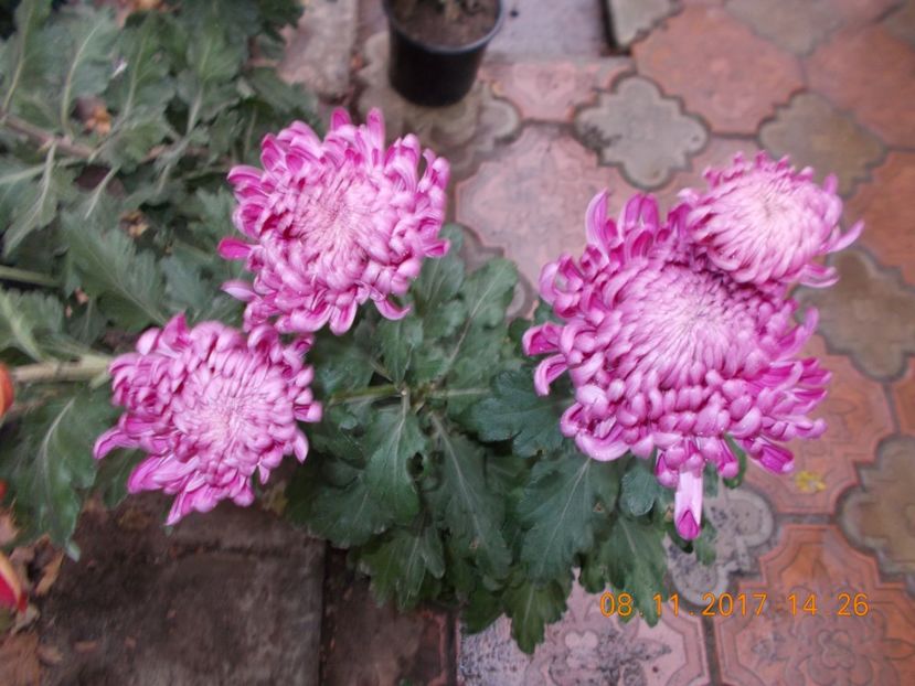 roz pitic inchis - COLECTIA DE CRIZANTEME