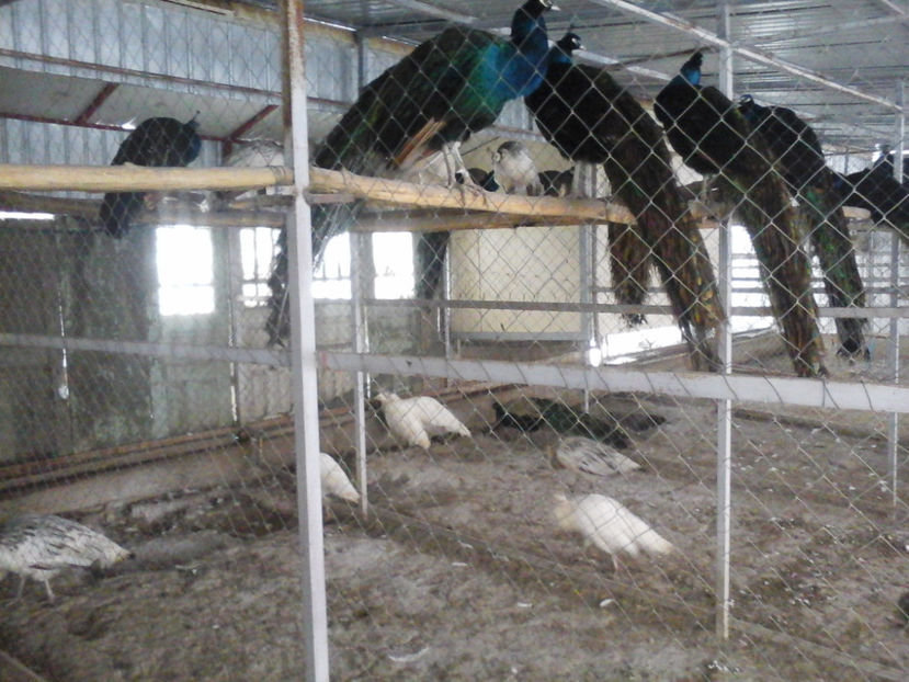 24-02-18 pauni adulti - Pauni