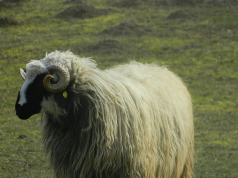 Picture 002 - 1NOATINI 2017