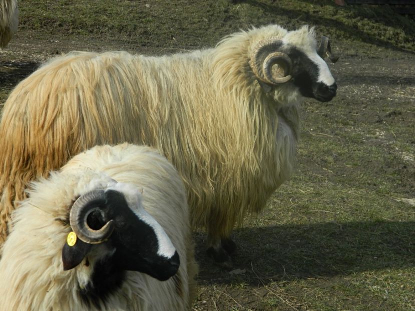 Picture 004 - 1NOATINI 2017